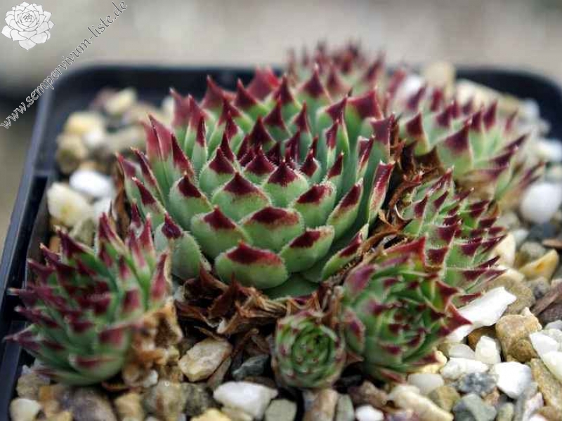 Sir William Lawrence