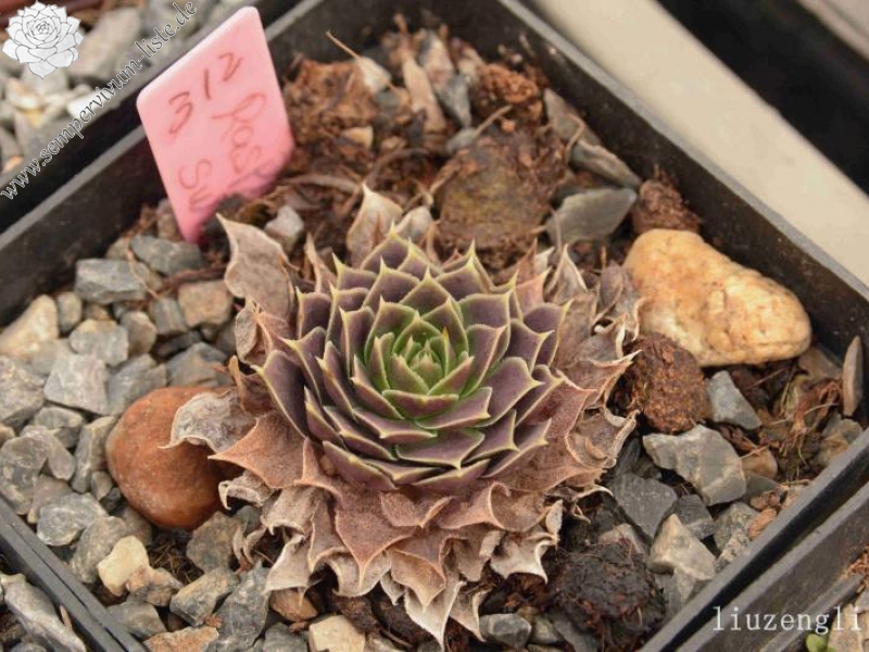 Raspberry Swirl / Jovi