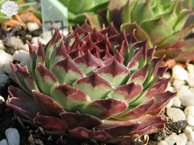 Sir William Lawrence