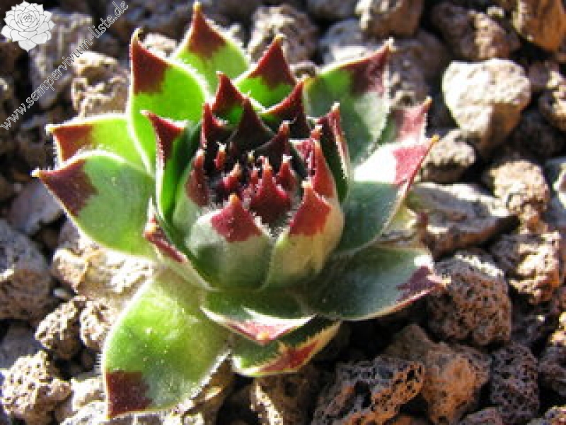 Sir William Lawrence