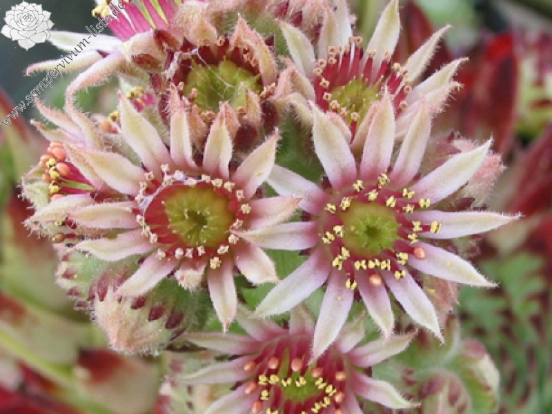 Sir William Lawrence