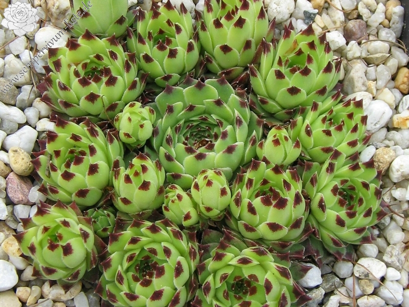 Sir William Lawrence