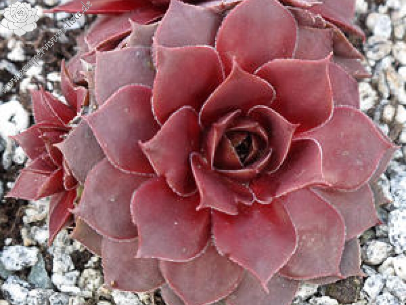 Tarita