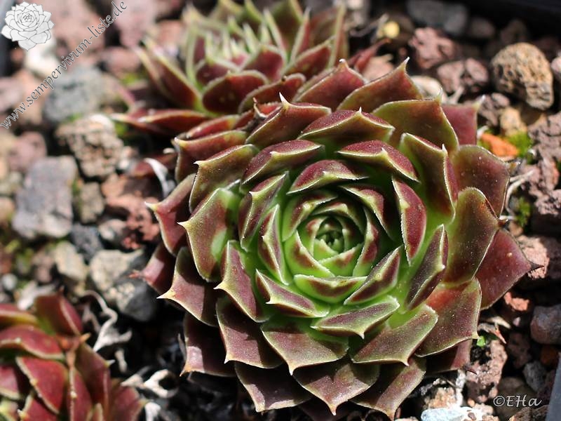 Raspberry Swirl / Jovi