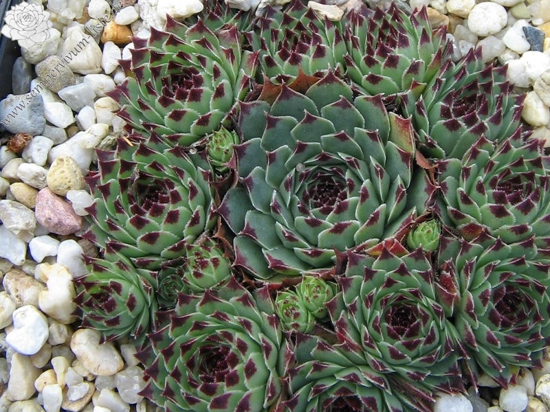 Sir William Lawrence