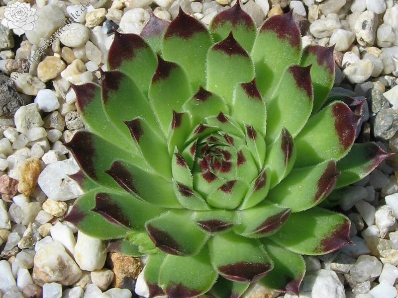 Sir William Lawrence