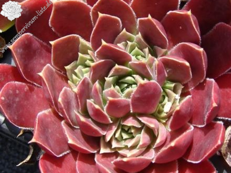 Raspberry Swirl / Jovi