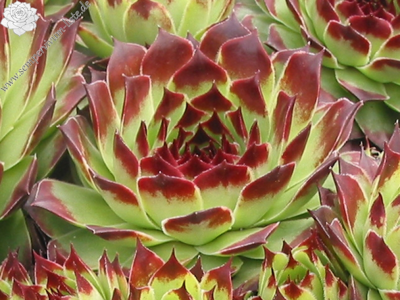 Sir William Lawrence