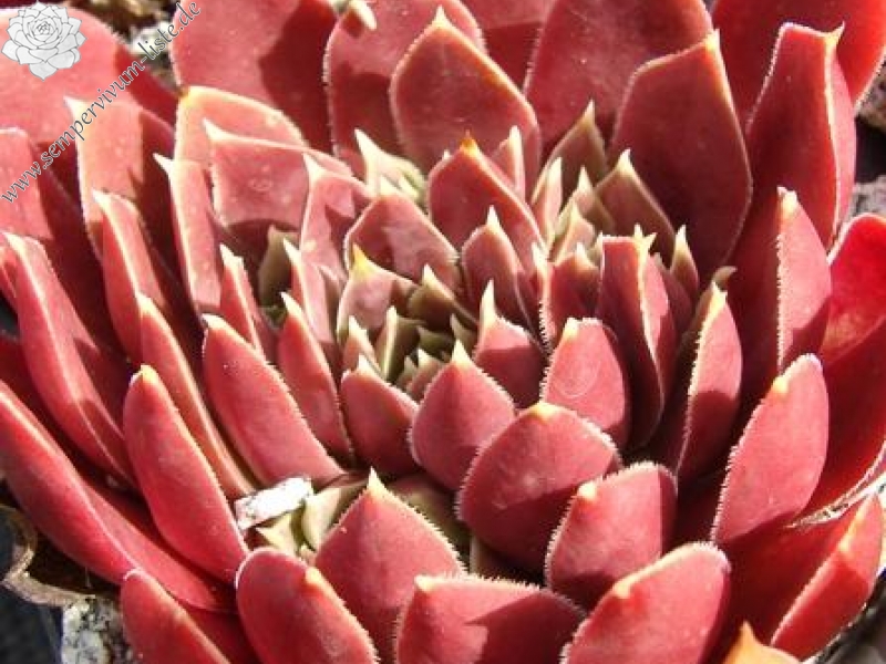 Raspberry Swirl / Jovi