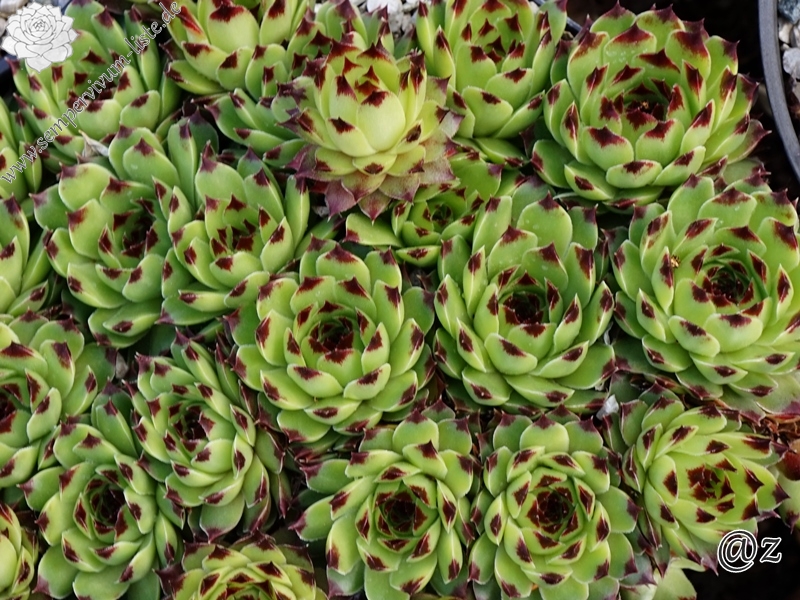 Sir William Lawrence