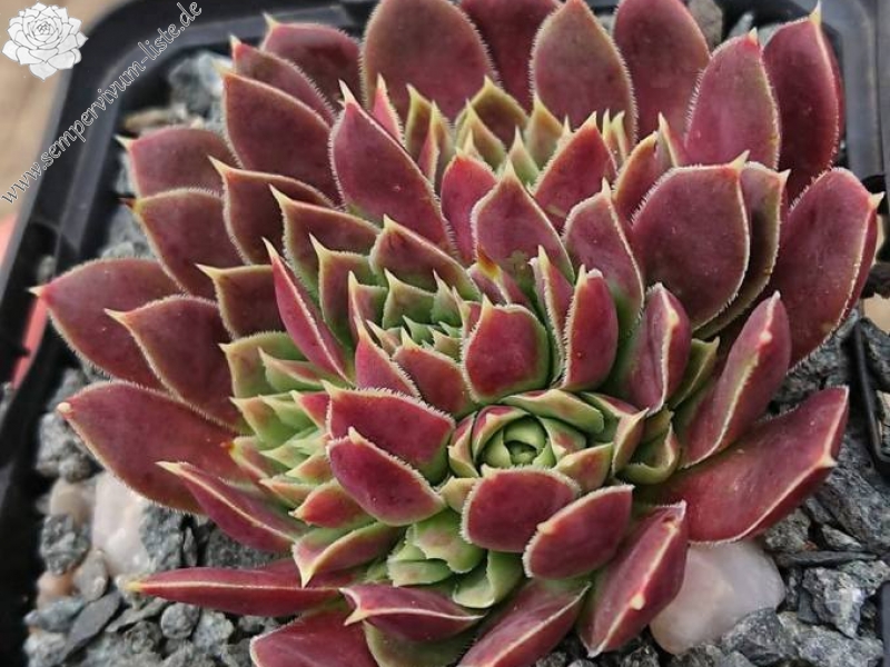 Raspberry Swirl / Jovi