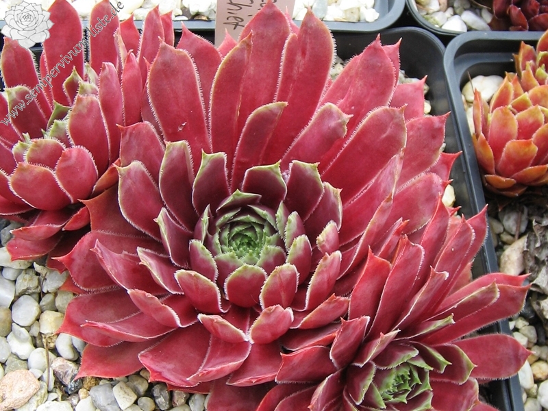 Red Chief