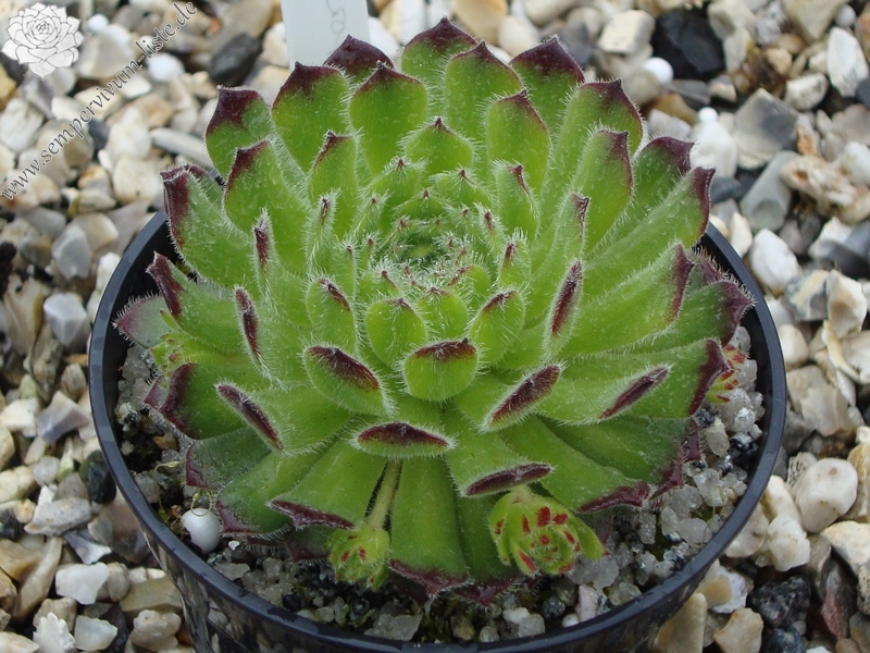 Seraphinite
