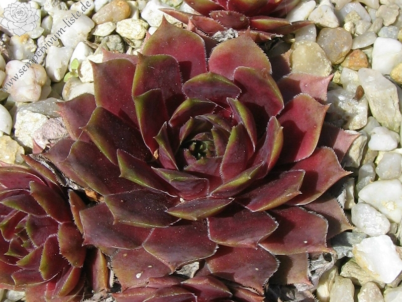 Red Chief