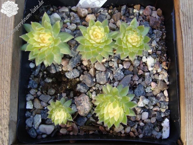Sunburst
