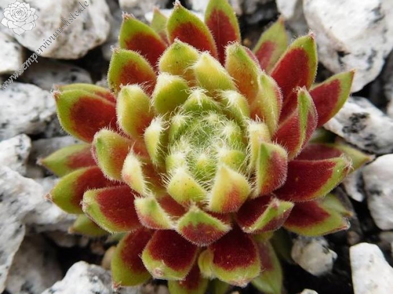 Sunburst