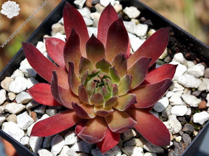 Pink Xenia (6792)