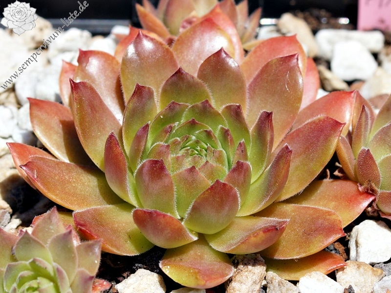 Pink Xenia (6792)