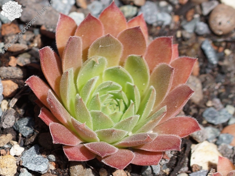 Pink Xenia (6792)