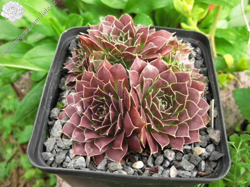 Orphia / Jovi