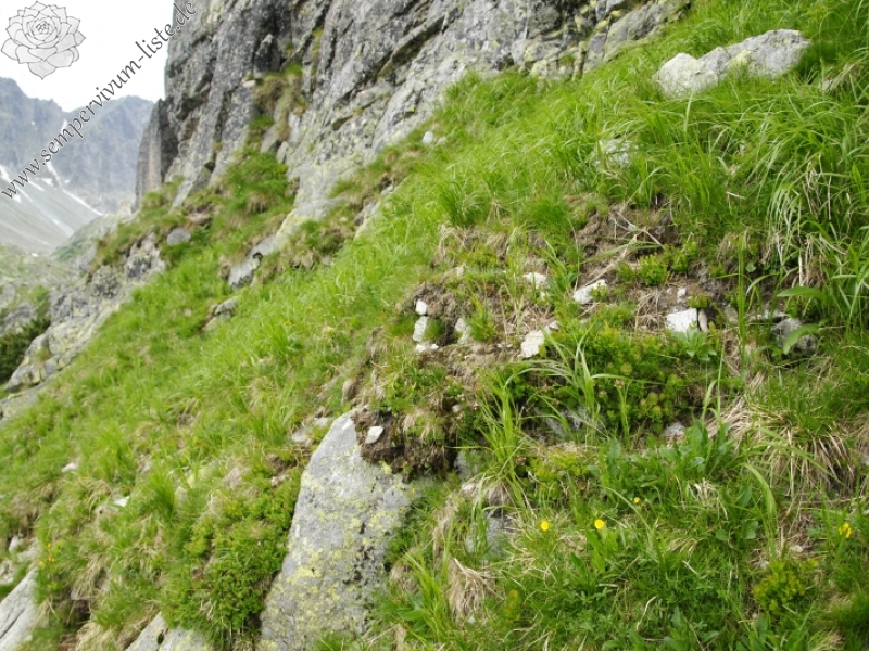 montanum ssp. carpathicum from Javorová galéria