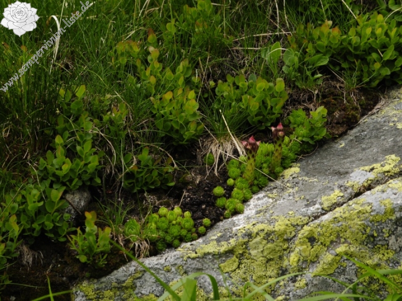 montanum ssp. carpathicum from Javorová galéria