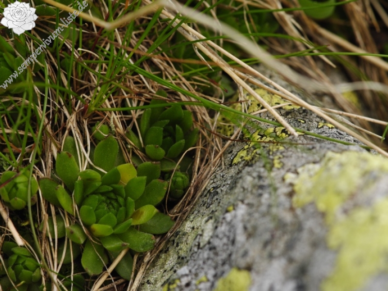montanum ssp. carpathicum from Zbojnícka pláň, W