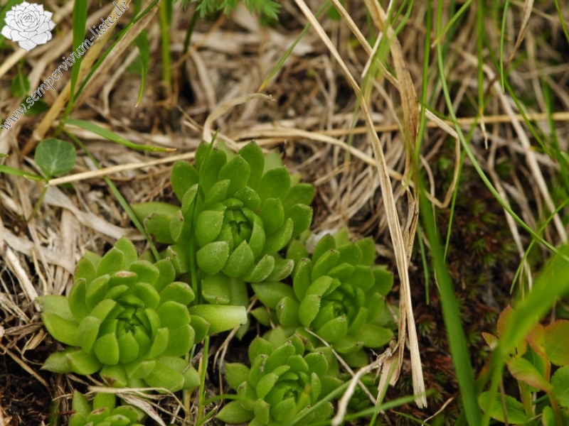 montanum ssp. carpathicum from Javorová galéria