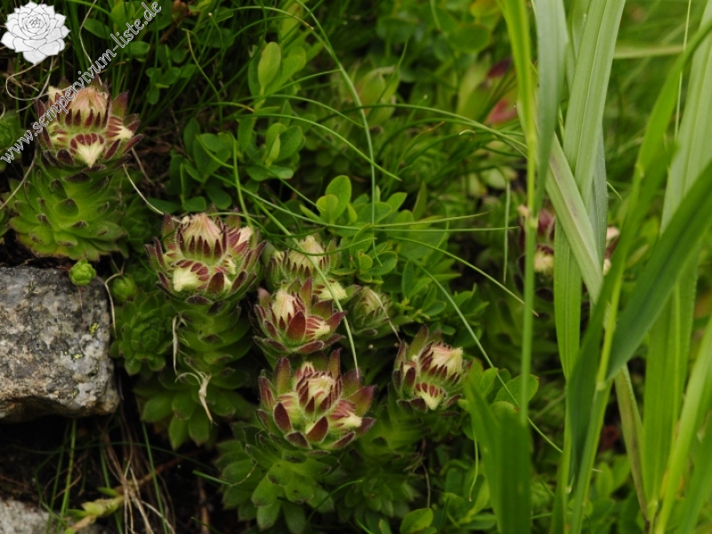 montanum ssp. carpathicum from Javorová galéria