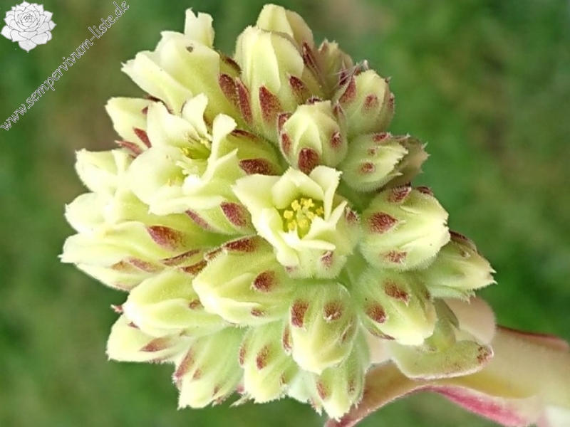 Orchidee / Jovi