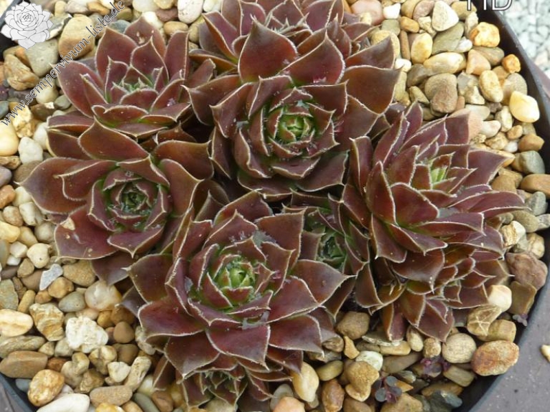 Yellowstone Caldera / Jovi