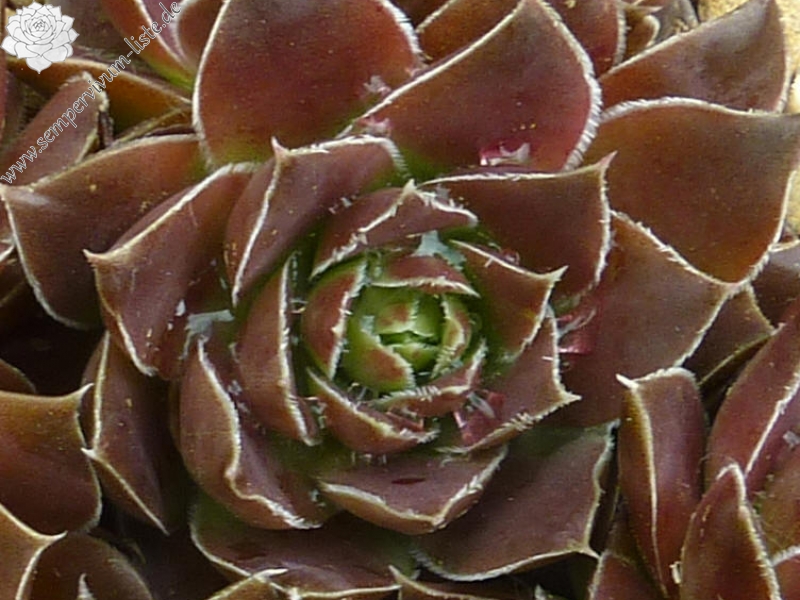 Yellowstone Caldera / Jovi