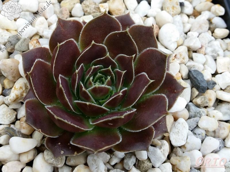 Yellowstone Caldera / Jovi