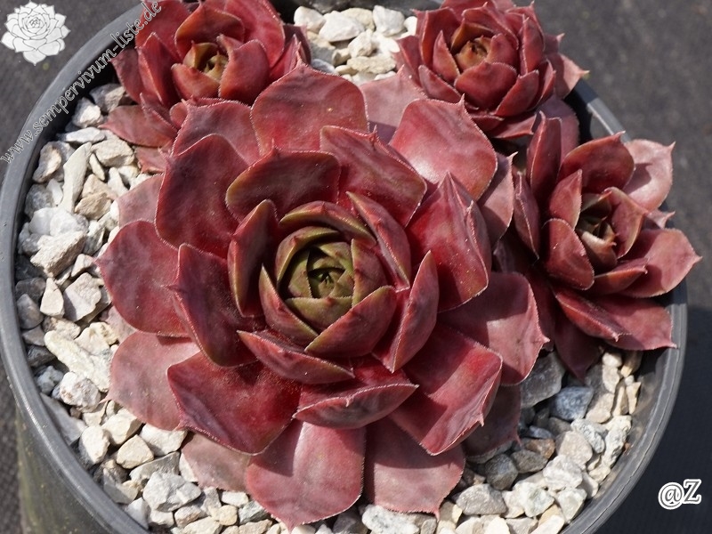 Oucha