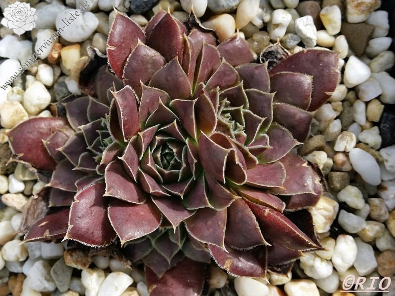 Yellowstone Caldera / Jovi