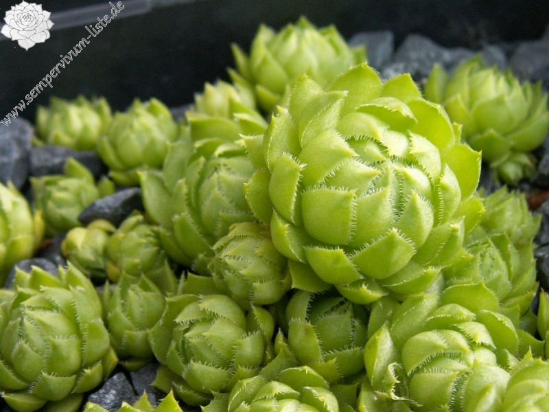 Yellow Green Form / Jovi