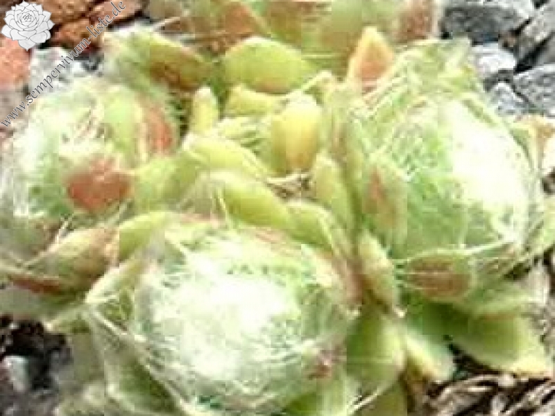Oritam
