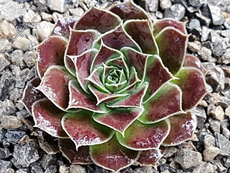 Yellowstone Caldera / Jovi