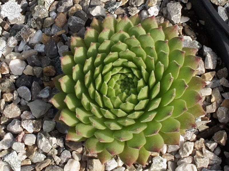 Urska