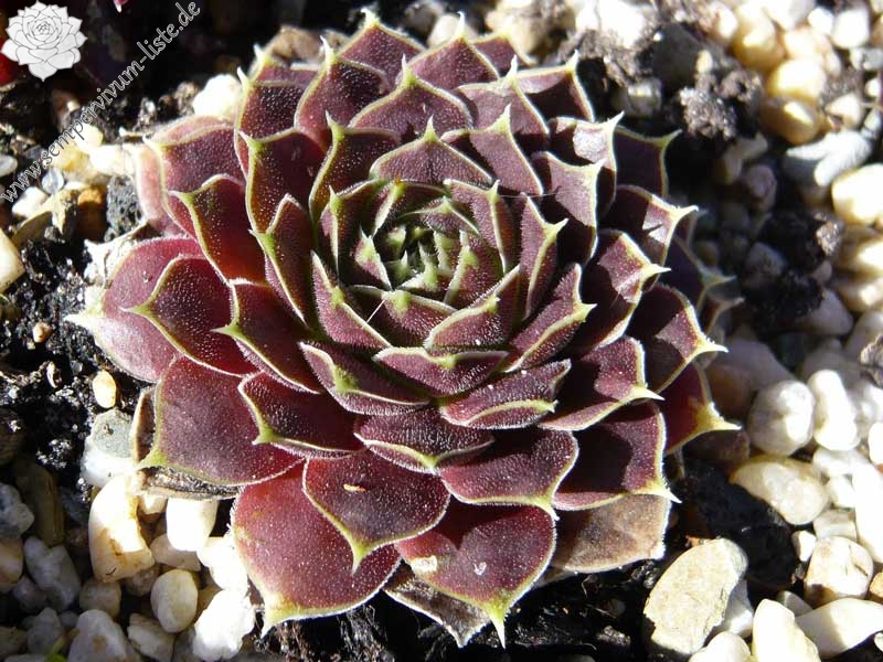 Orphia / Jovi