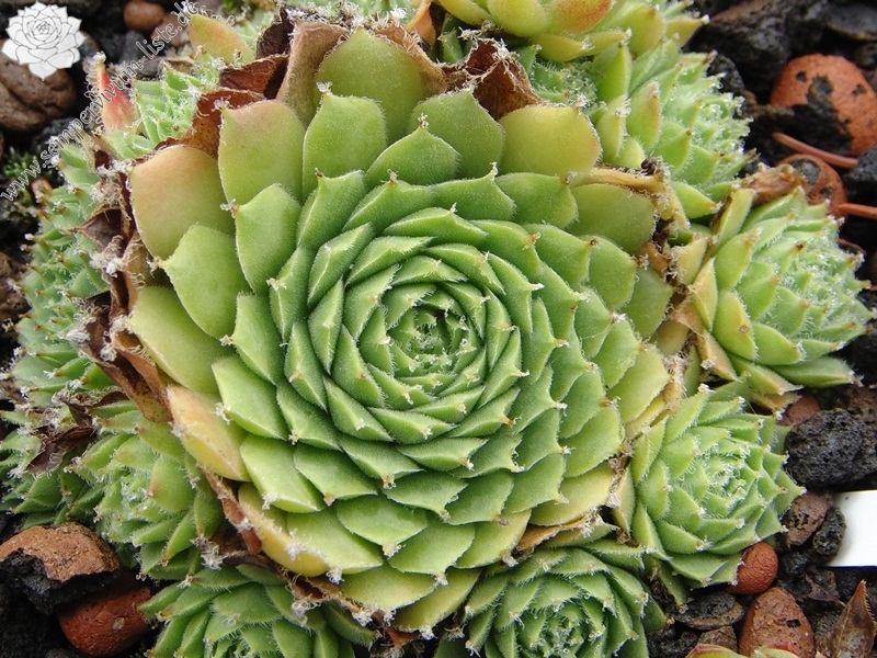 Quintina