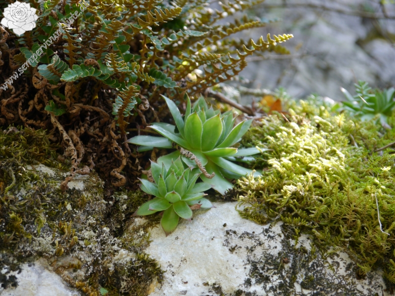 tectorum var. tectorum from Mala dolina