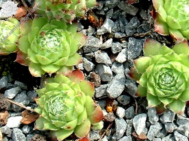Quintina
