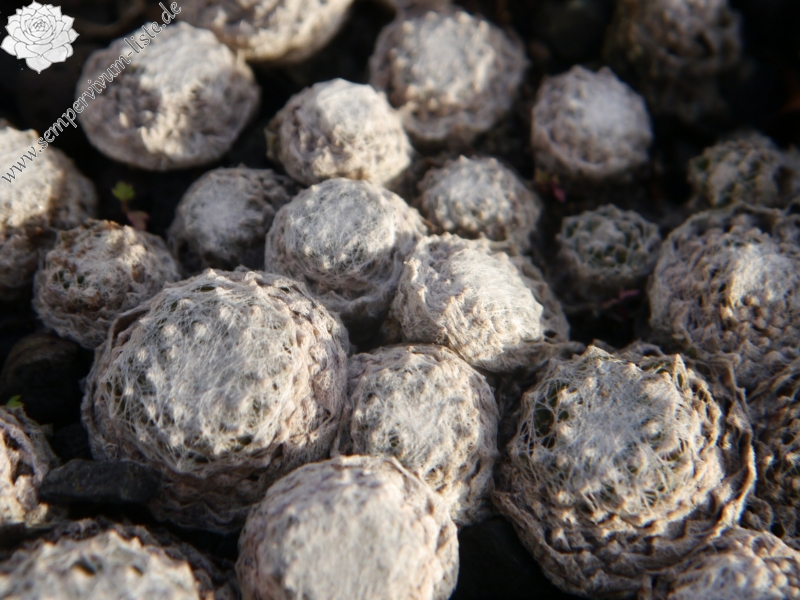 arachnoideum ssp. tomentosum from Gorges de Daluis 