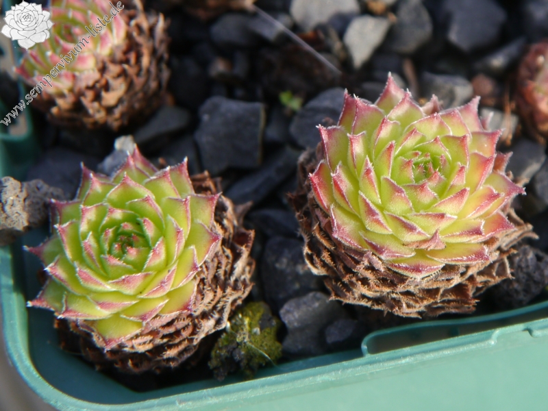 armenum cf. from Ilgaz Dagi, Radio Station (PH8041)