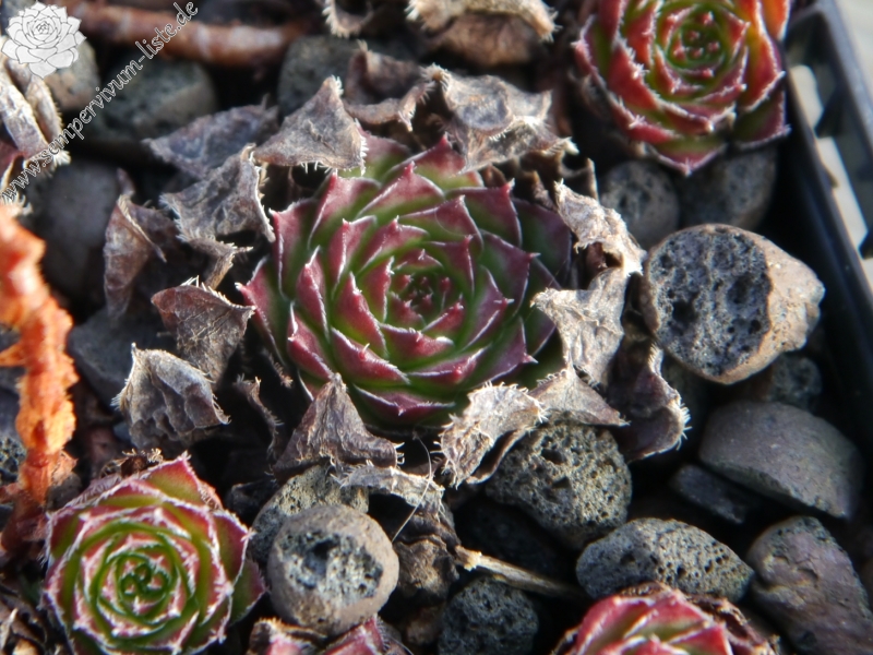 armenum from Trabzon