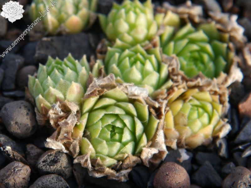 atlanticum from Oukaimeden