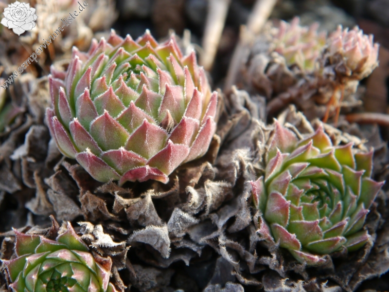 brevipilum from Akdağ (PH1324) 