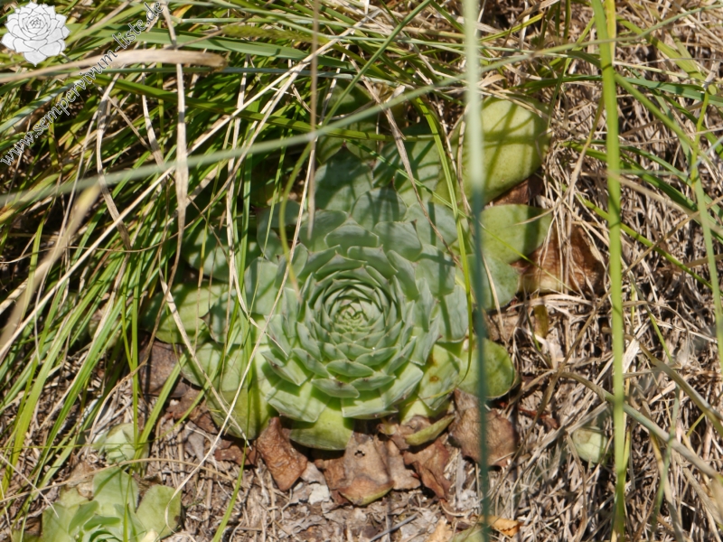 tectorum var. tectorum from Mala dolina