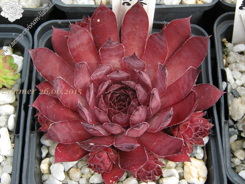 Plumb Rose